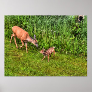 Doe Female Hjort and Fawn on Grass Wildlife Photo Poster