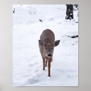 Doe hjort i snö Montana Wildlife-fotot Poster
