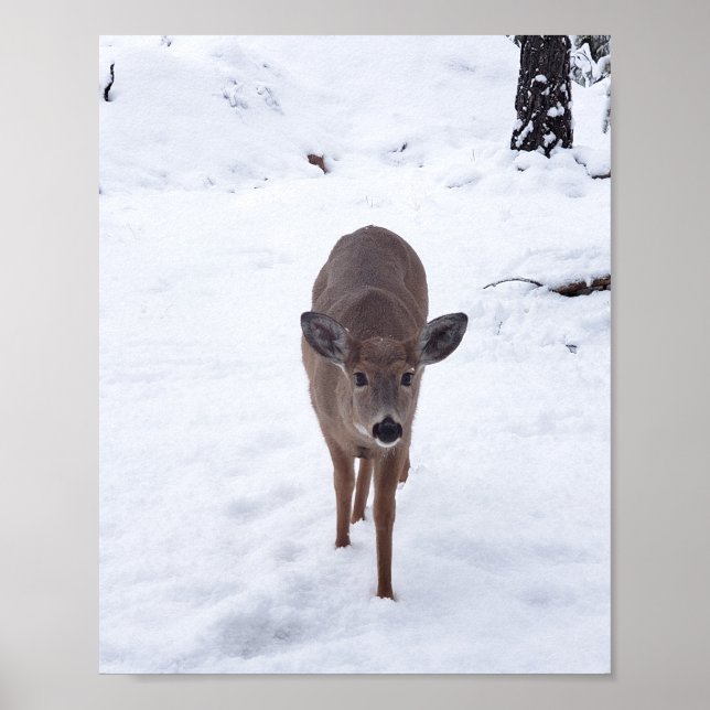 Doe hjort i snö Montana Wildlife-fotot Poster (Framsidan)