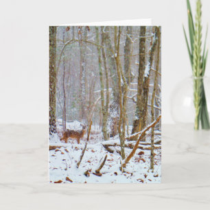 Doe i snön, hjort i sjöArrowhead Helgkort