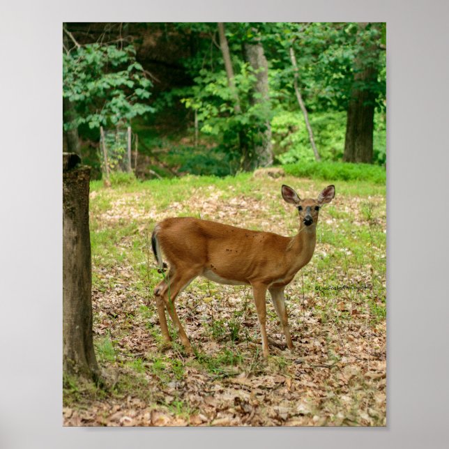 Doe in the Woods-affisch Poster (Framsidan)
