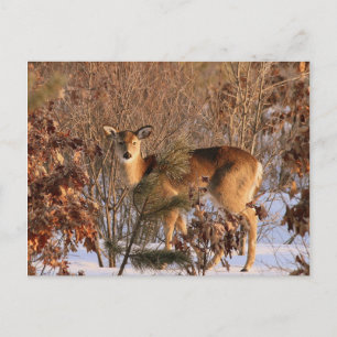 Doe - Michigan Wildlife-vykort Vykort