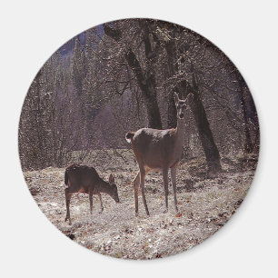 Doe och fawn... magnet