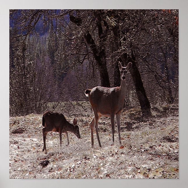 Doe och fawn.... poster (Framsidan)