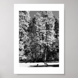 Doe och Fawn Yosemite Svart och Vitt Fotografi Poster