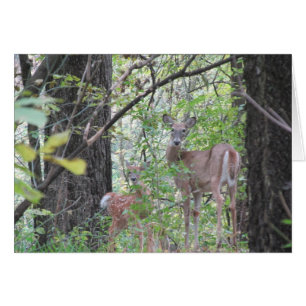 Doe och Hennes Fawn OBS Kort
