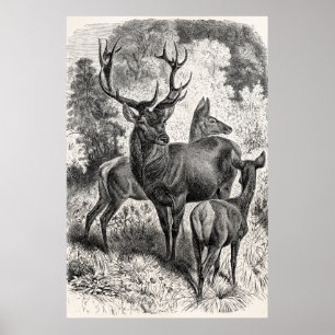 Doen för fullvuxen hankronhjort för illustration poster