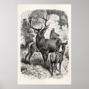 Doen för fullvuxen hankronhjort för illustrationen poster