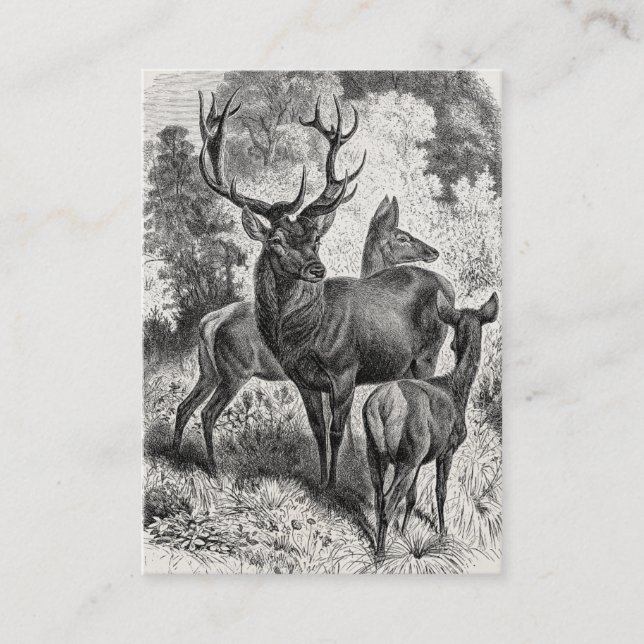 Doen för fullvuxen hankronhjort för illustrationen visitkort (Framsida)