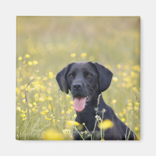 Doft 16 månader 2 magnet