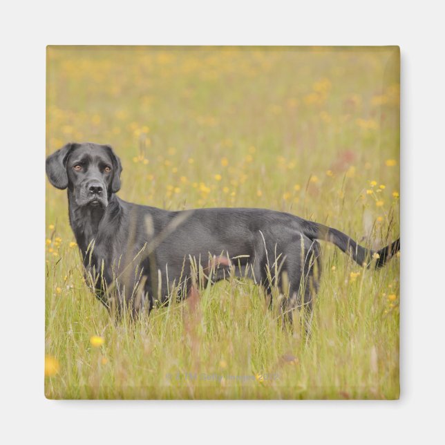 Doft 16 månader magnet (Framsidan)