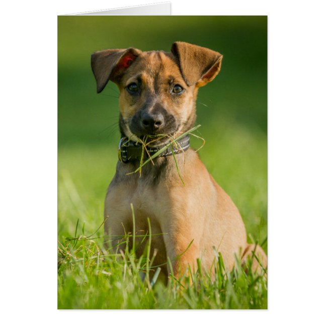 Doft i gräs hälsningskort (Framsidan)