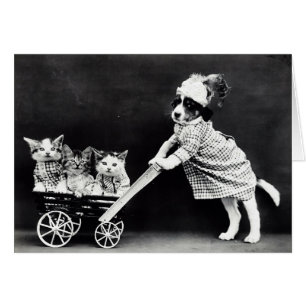Doft med tre kittens i en transport hälsningskort