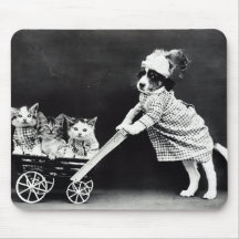 Doft med tre kittens i en transport