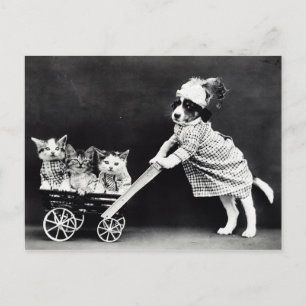 Doft med tre kittens i en transport vykort
