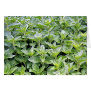 Dofta Oregano Hälsningskort