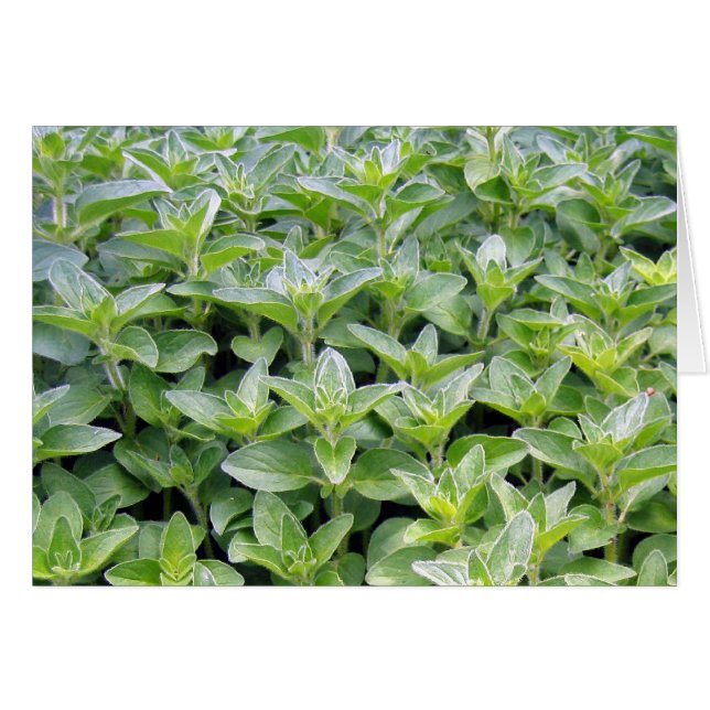 Dofta Oregano Hälsningskort (Framsidan Horizontal)