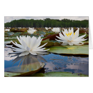 Doftande Näckros (Nymphaea Odorata) på Caddo Hälsningskort