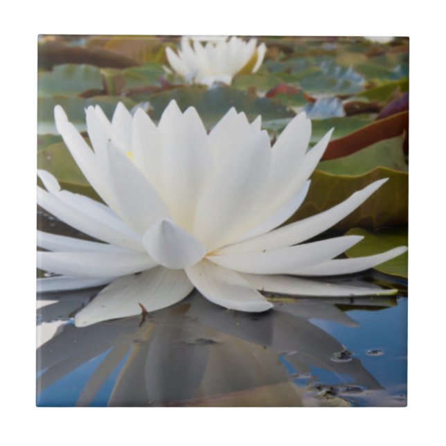 Doftande Näckros (Nymphaea Odorata) på Caddo Kakelplatta (Framsidan)