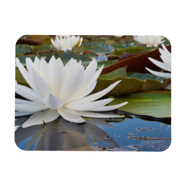 Doftande Näckros (Nymphaea Odorata) på Caddo Magnet (Horisontell)
