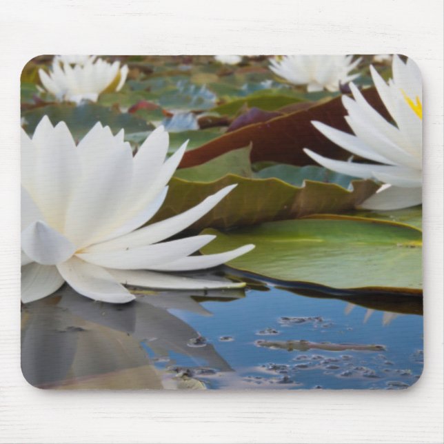 Doftande Näckros (Nymphaea Odorata) på Caddo Musmatta (Framsidan)