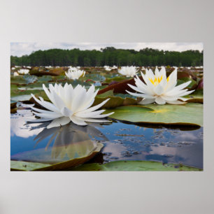 Doftande Näckros (Nymphaea Odorata) på Caddo Poster