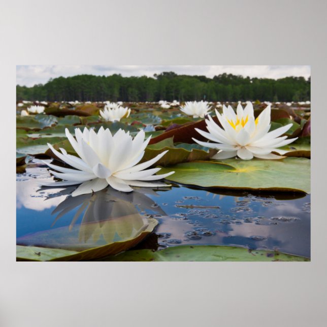 Doftande Näckros (Nymphaea Odorata) på Caddo Poster (Framsidan)