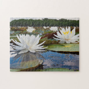 Doftande Näckros (Nymphaea Odorata) på Caddo Pussel