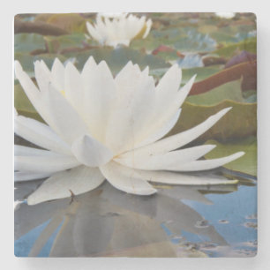Doftande Näckros (Nymphaea Odorata) på Caddo Underlägg Sten