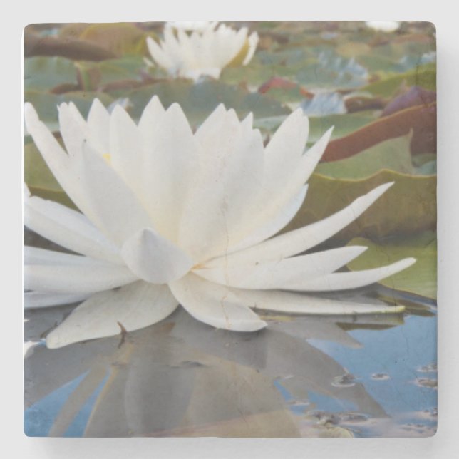 Doftande Näckros (Nymphaea Odorata) på Caddo Underlägg Sten (Framsidan)