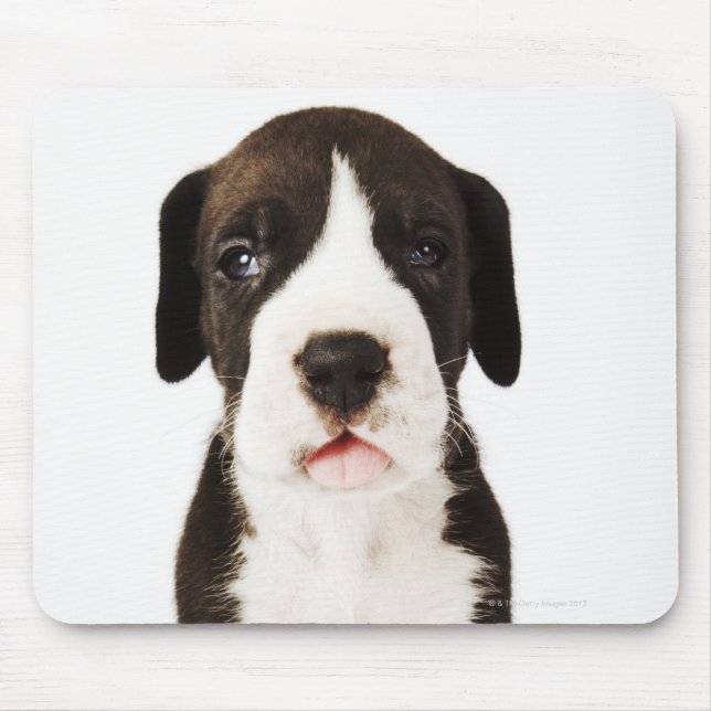 Doftongen Harlequin Great dane på vit bakgrund Musmatta (Framsidan)