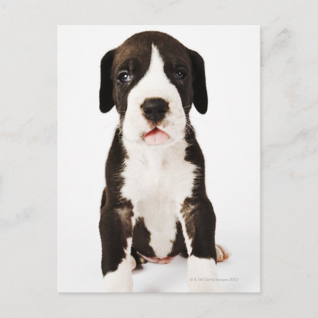 Doftongen Harlequin Great dane på vit bakgrund Vykort (Framsida)
