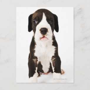Doftongen Harlequin Great dane på vit bakgrund Vykort