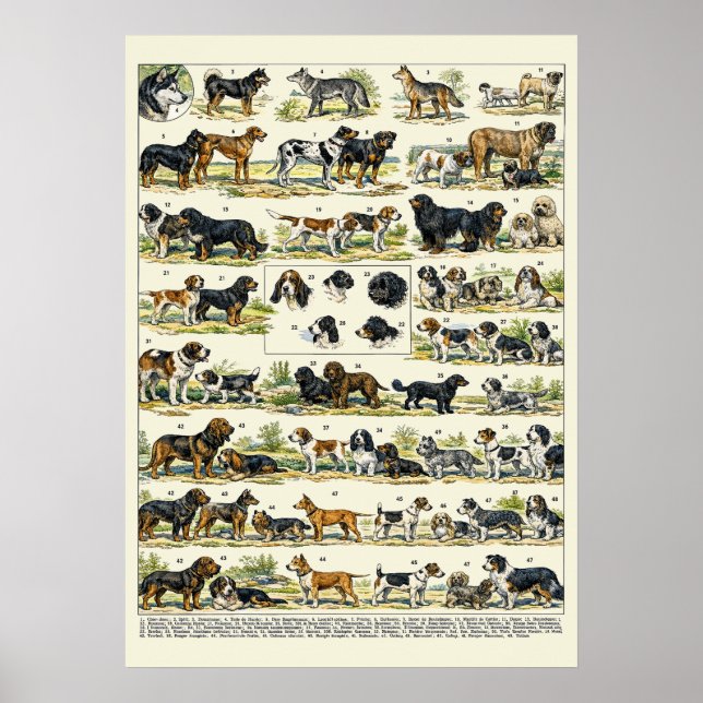 Dog Breeds color Illustrations Poster (Framsidan)