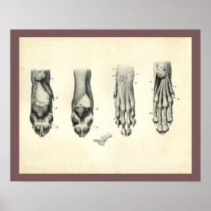 Dog Foot Paw Veterinary Anatomy Print Poster