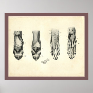 Dog Foot Paw Veterinary Anatomy Print Poster