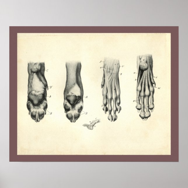 Dog Foot Paw Veterinary Anatomy Print Poster (Framsidan)
