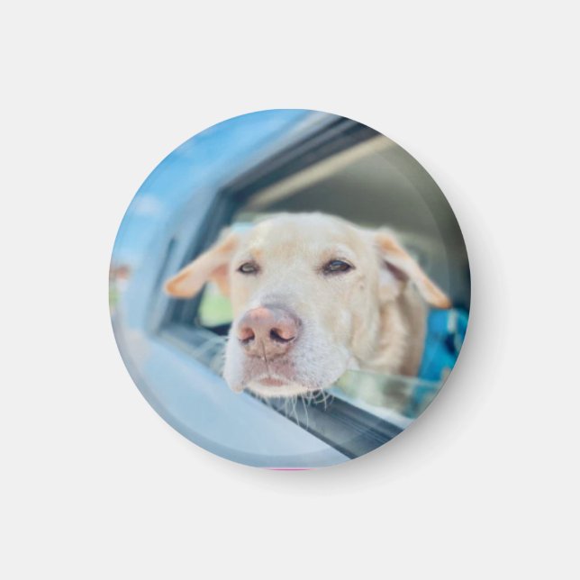 Dog Hanging Out Car Window Sunny Day Button Magnet (Framsidan)