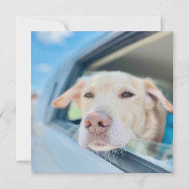 Dog Hanging Out Car Window Sunny Day Flat Card (Framsida)