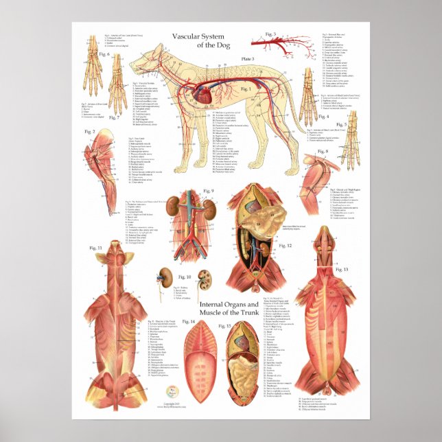 Dog Muscles Arteries Anatomy Chart Poster (Framsidan)