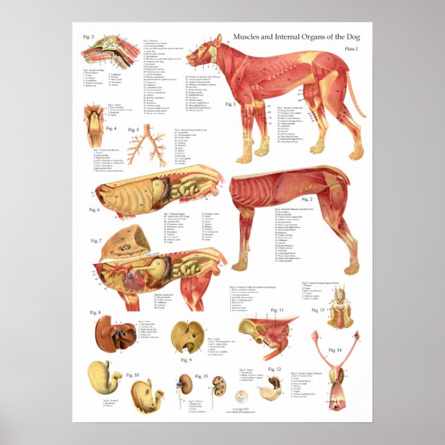 Dog Muscles Internal Anatomy Chart Poster (Framsidan)