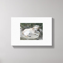 Dog Resting On A Rock Canvastryck