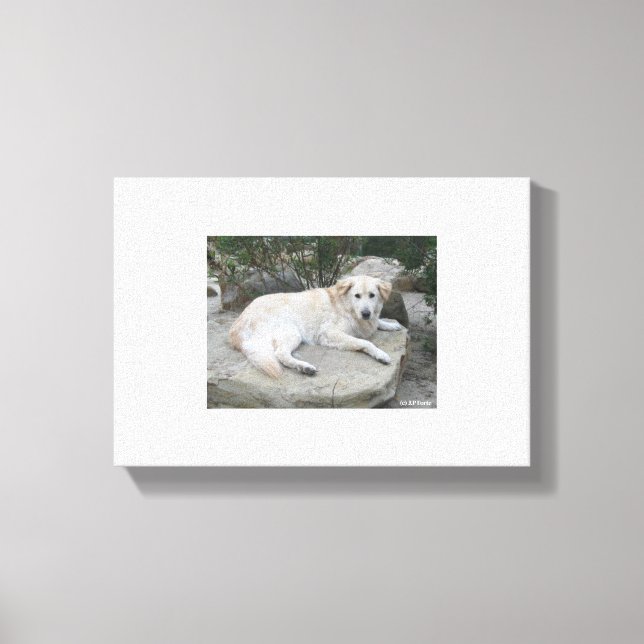 Dog Resting On A Rock Canvastryck (Framsida)