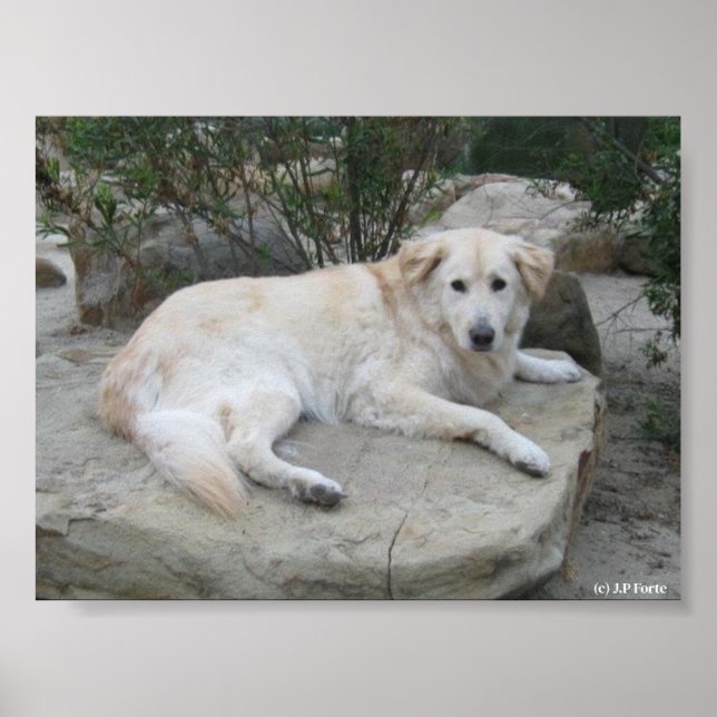Dog Resting On A Rock Poster (Framsidan)