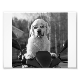 DOG STYLE FOTOTRYCK