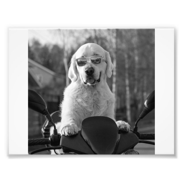DOG STYLE FOTOTRYCK (Framsidan)