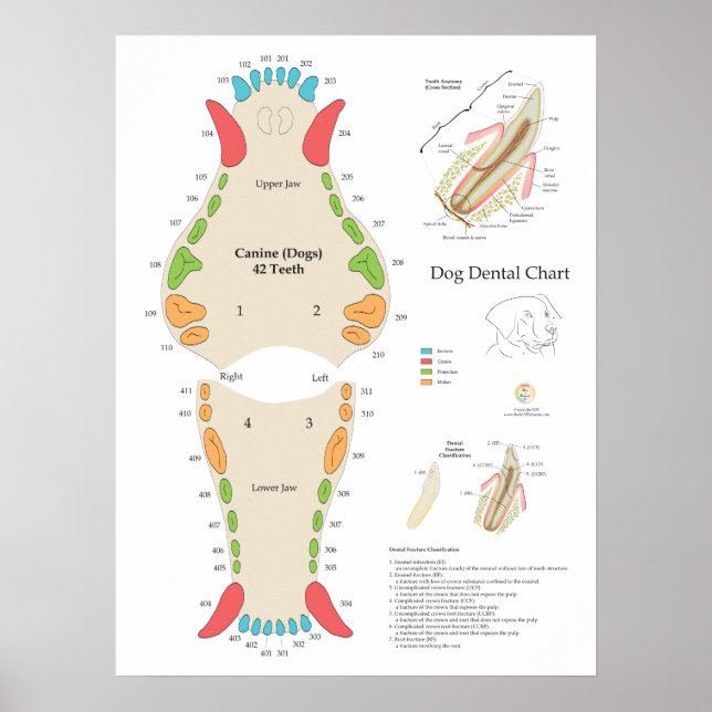 Dog Veterinary Dental Chart Poster (Framsidan)