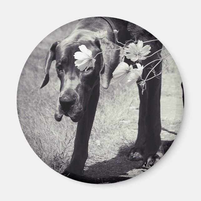 Dogge Balu Magnet (Framsidan)
