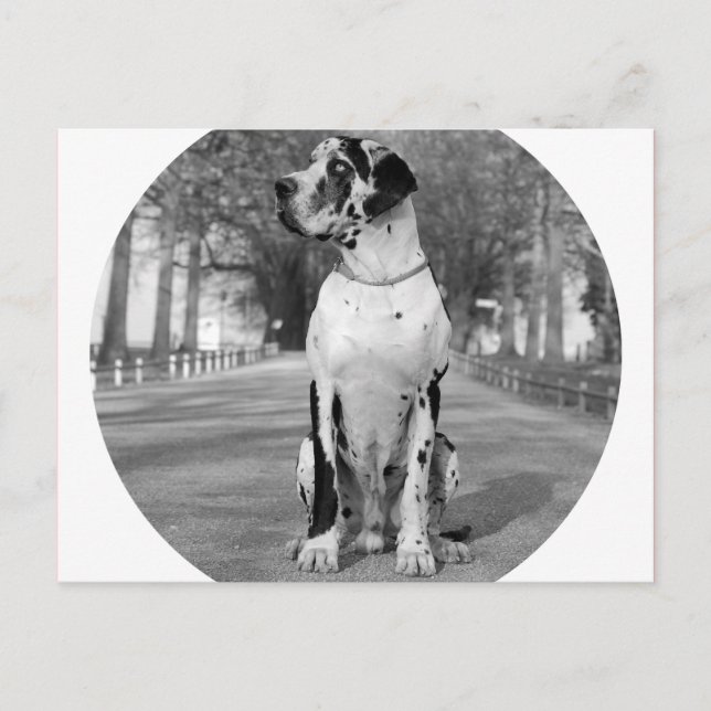 Doggenhaus Vykort (Framsida)