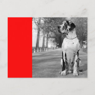 Doggenhaus Vykort